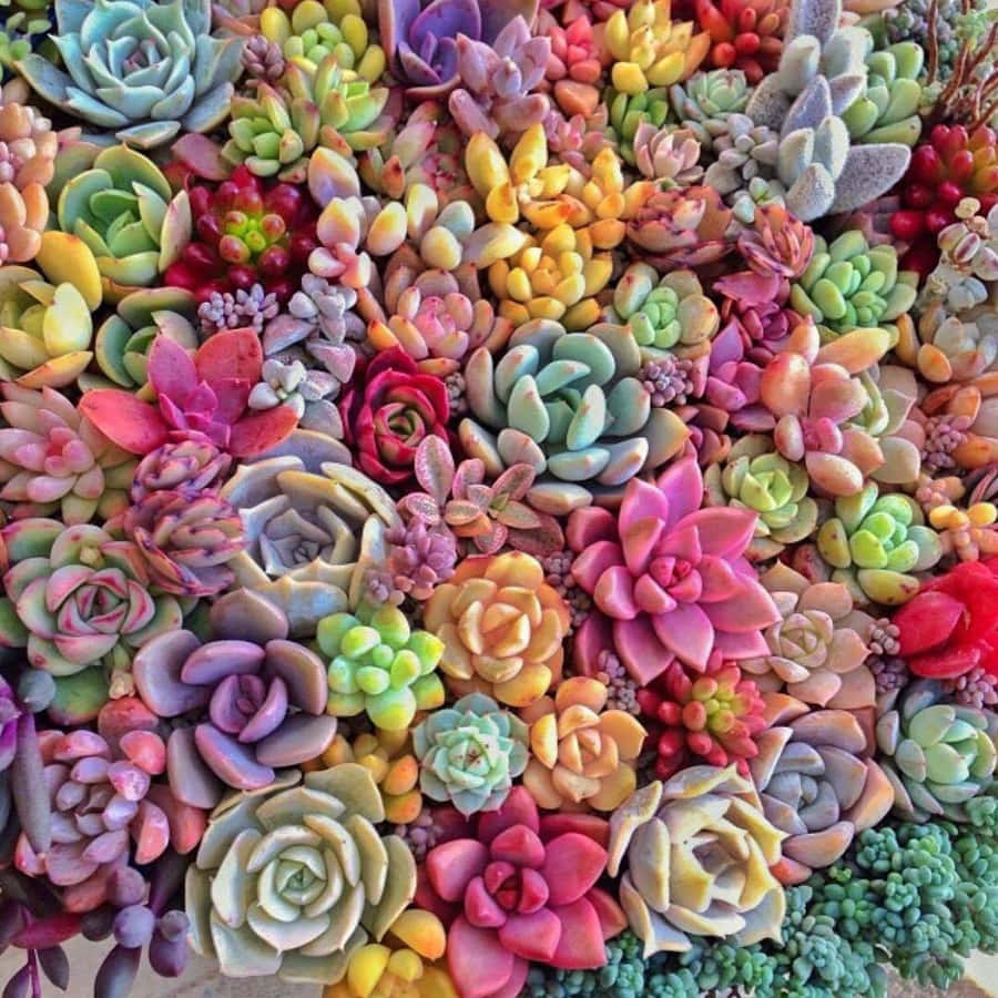 Immagini Succulente