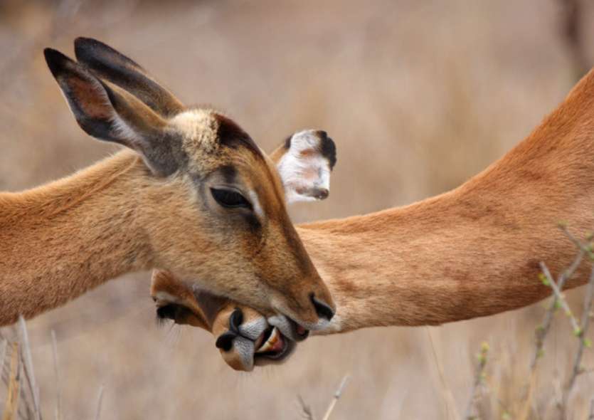 An impala nuzzles another impala in a dry grassland. — Impala Background
