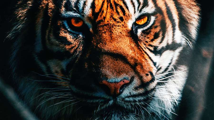 Close-up of a tiger's intense gaze with glowing amber eyes. — Indian Tiger Wallpaper