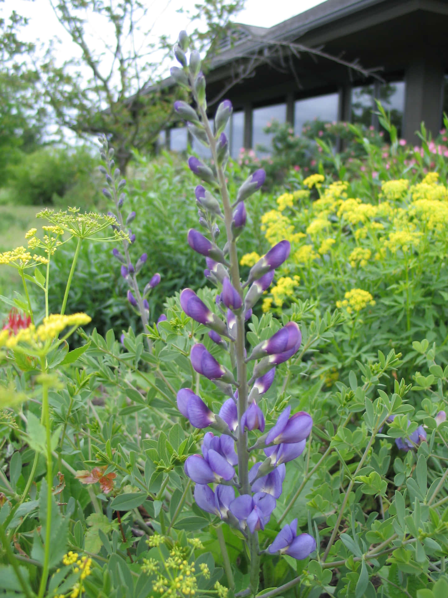 Indigo Blauw Achtergrond