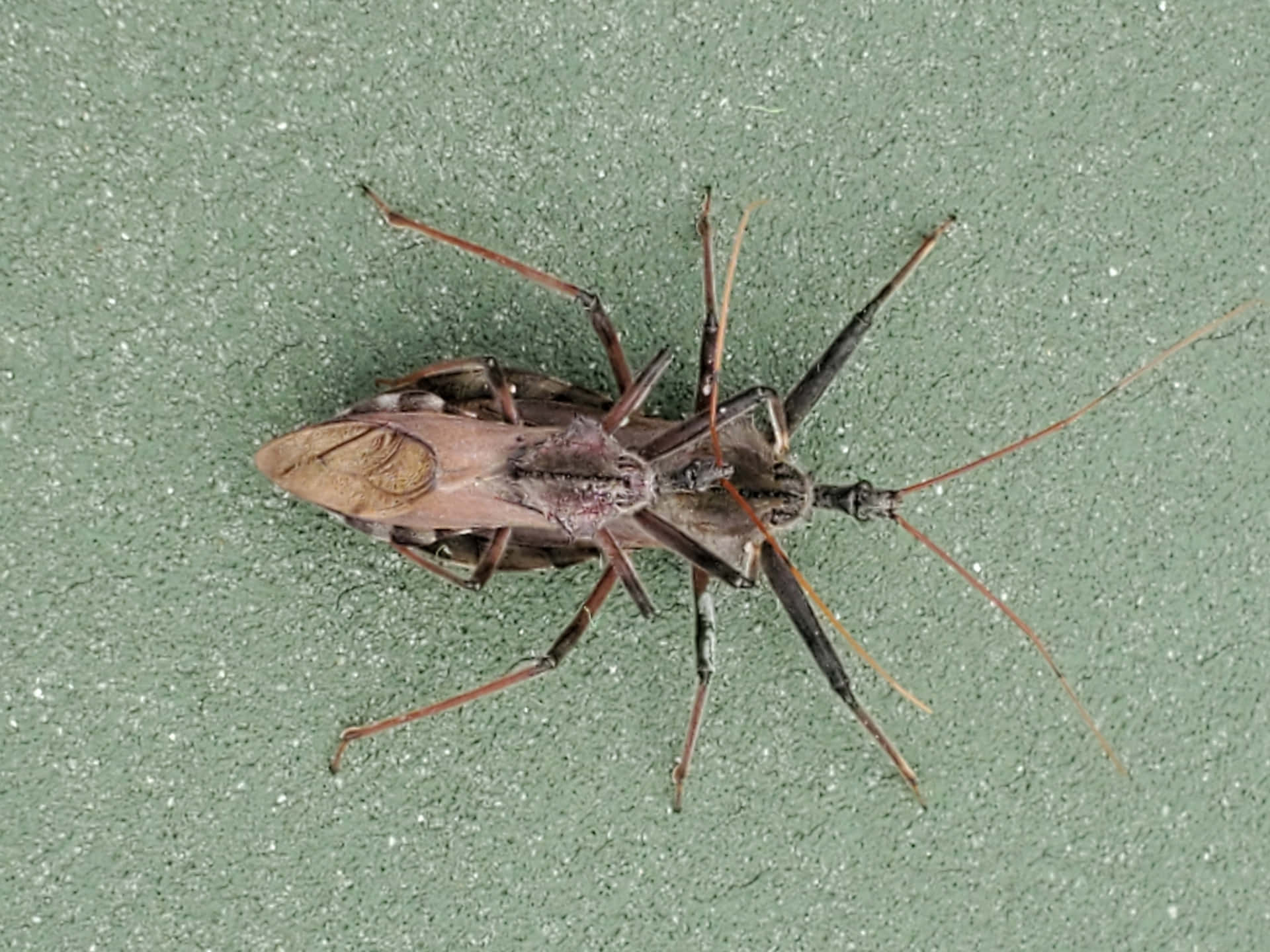 Insecte À Roue Fond d'écran