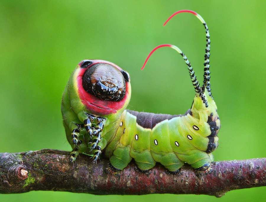 Una oruga colorida con antenas rojas posada en una rama de árbol. — Insecto Oruga Fondos de pantalla