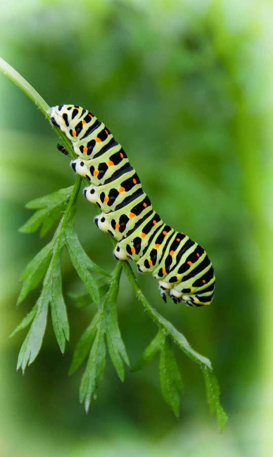 Eine bunte Raupe auf einem grünen Blatt in einer natürlichen Umgebung. — Insekten Wallpaper