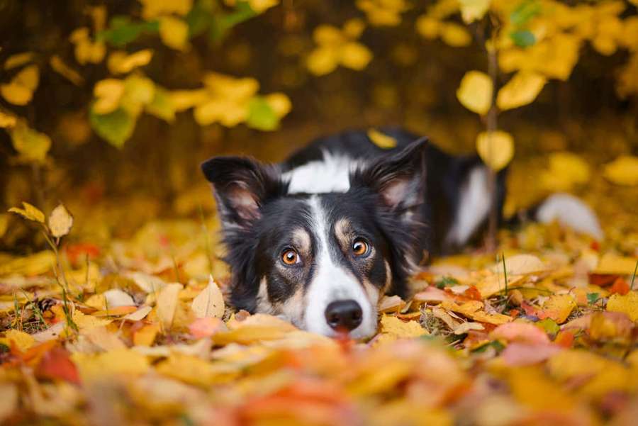 A black and white dog lying in autumn leaves with amber eyes looking at the camera. — Intelligent Dog Wallpaper