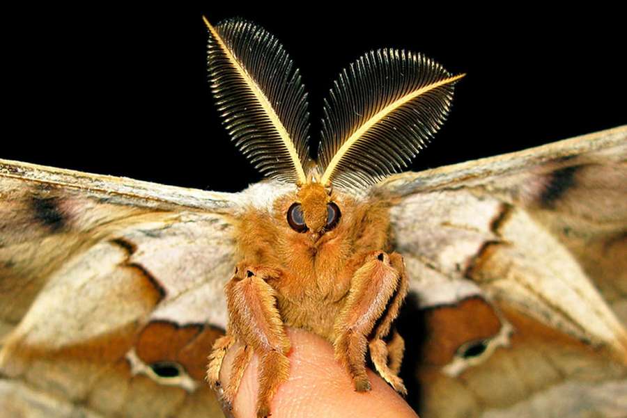 Eine große Motte mit federartigen Fühlern, die auf einem menschlichen Finger sitzt. — Io Moth Wallpaper