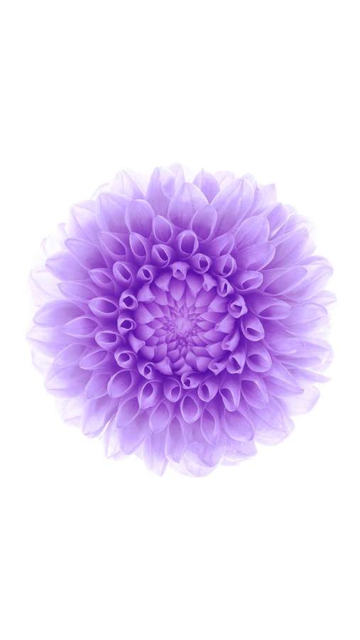A lavender dahlia flower with intricate petals on a white background. — iOS 6 Background