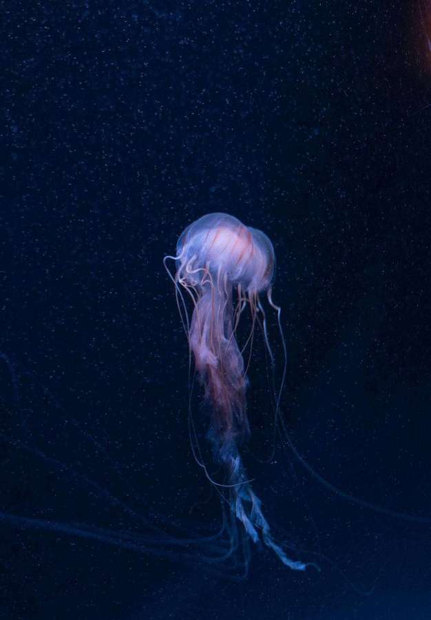 A glowing jellyfish floating in dark ocean water with floating particles. — iPad 2021 Background