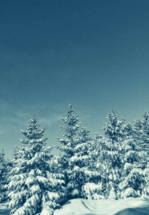 Schneebedeckte Kiefern unter einem klaren blauen Winterhimmel. — iPad 2021 Hintergrundbild