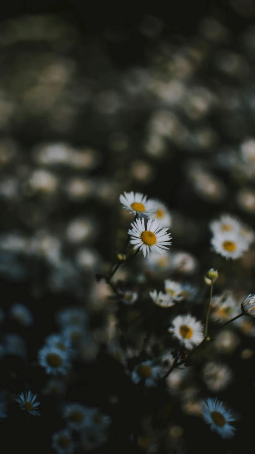 Iphone 16 Pro Max Wallpapers