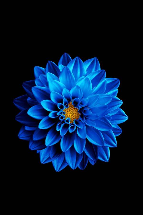A striking blue dahlia with a yellow center against a black background. — iPhone 4s Background