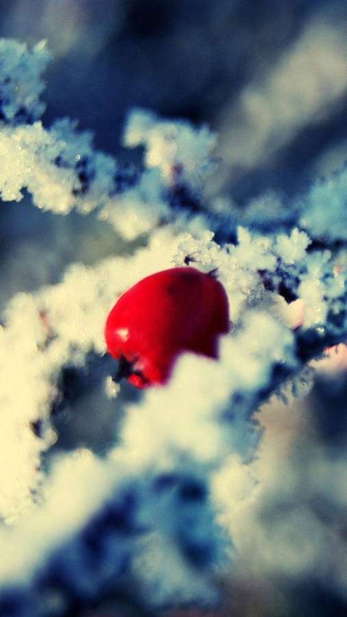 Eine rote Beere, bedeckt mit Schnee auf einem frostigen Zweig. — iPhone 8 Red Wallpaper