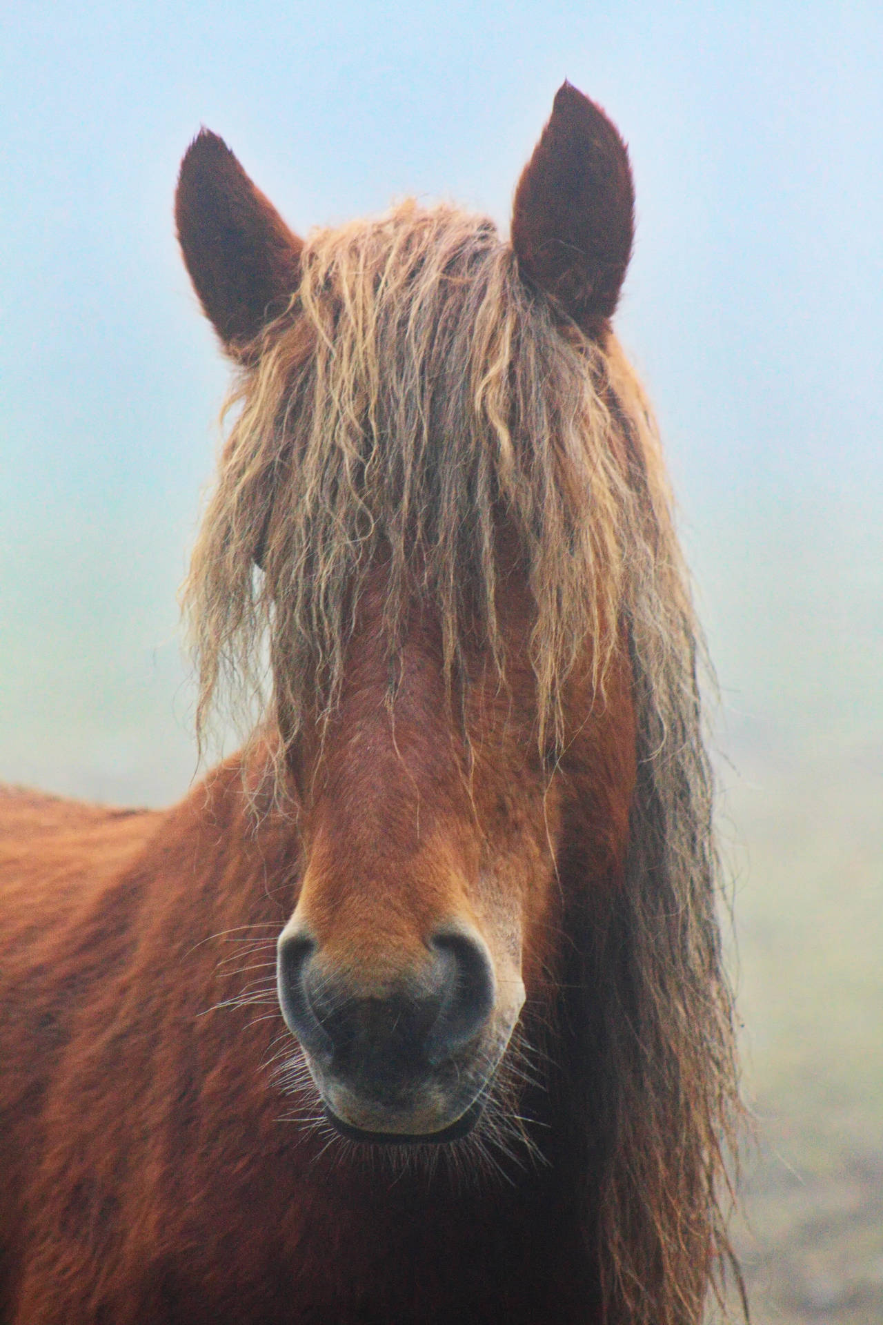 Iphone A Cavallo Sfondo