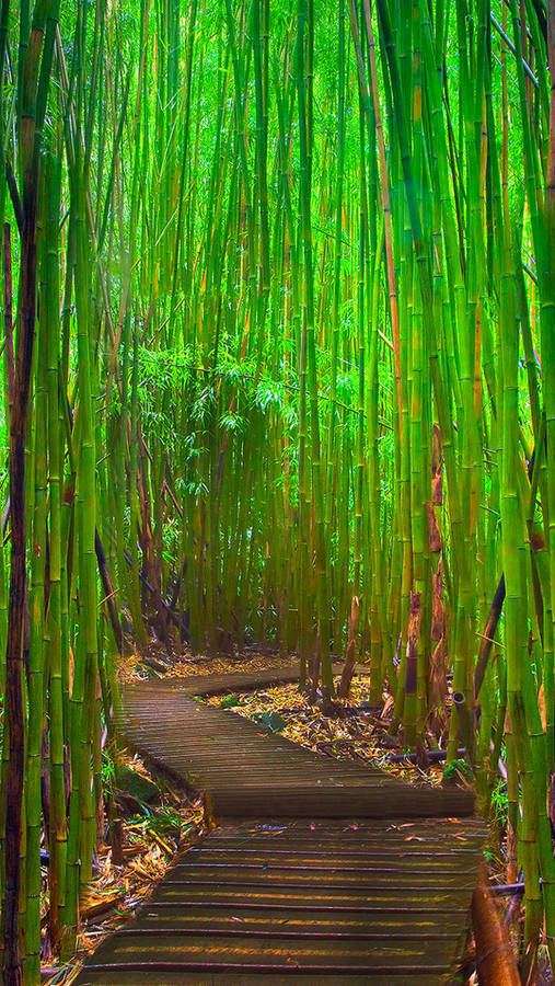 Iphone Aus Bambus Wallpaper