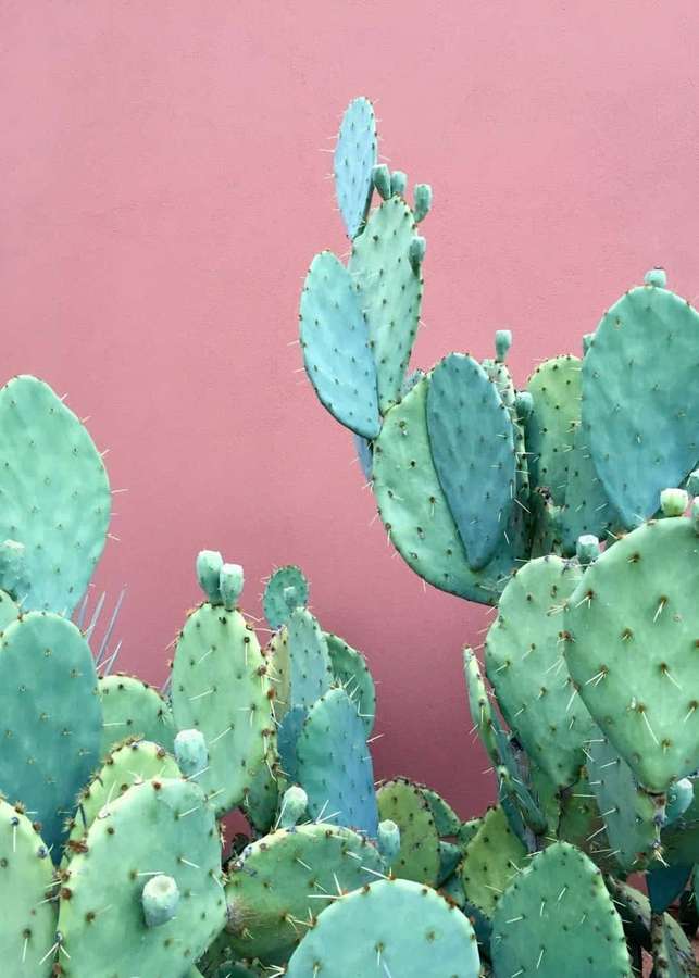 Cactos figo-da-índia contra uma parede rosa — iPhone Cactus Papéis de Parede