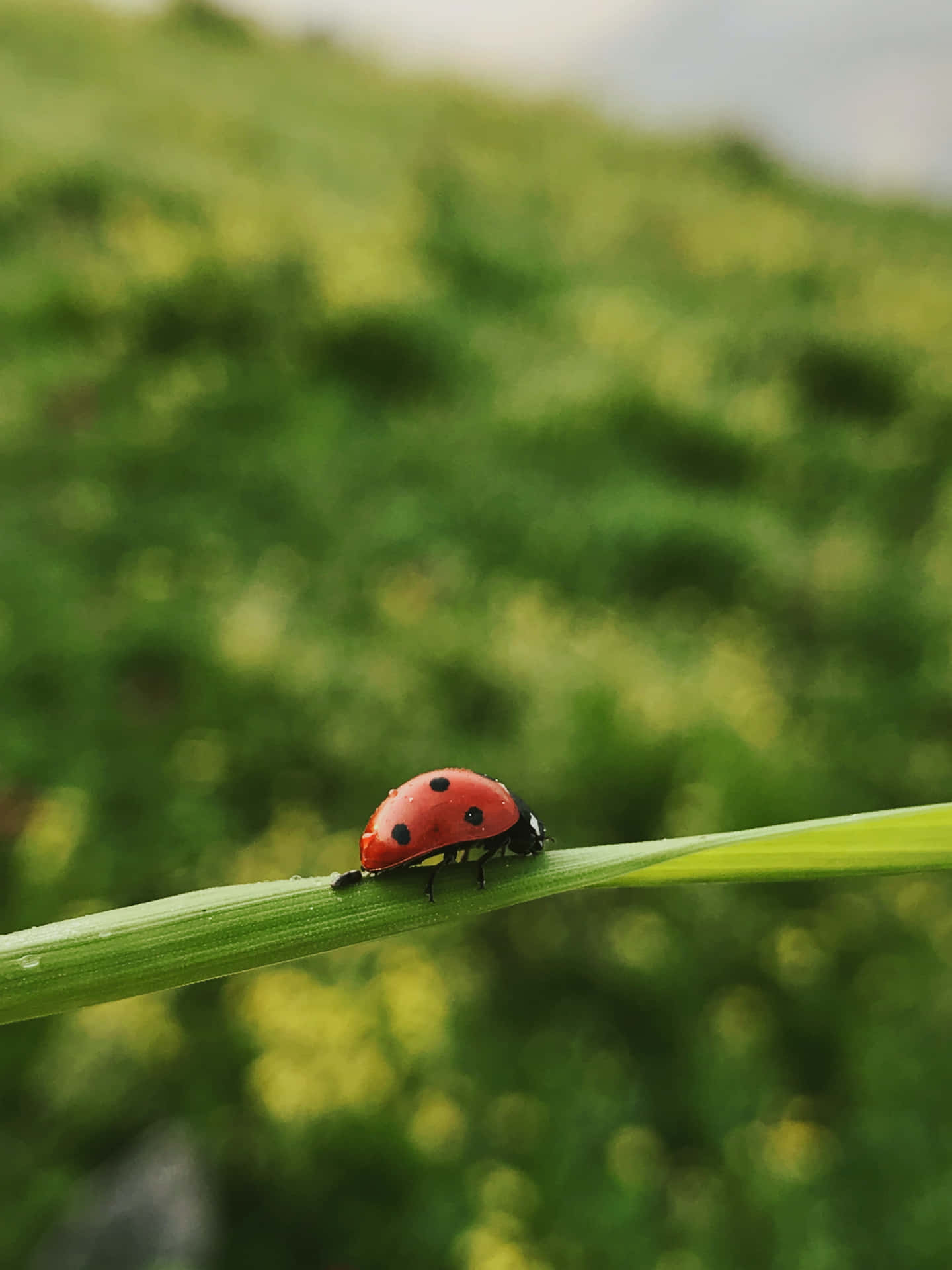 100 Sfondi Iphone Coccinella Wallpapers