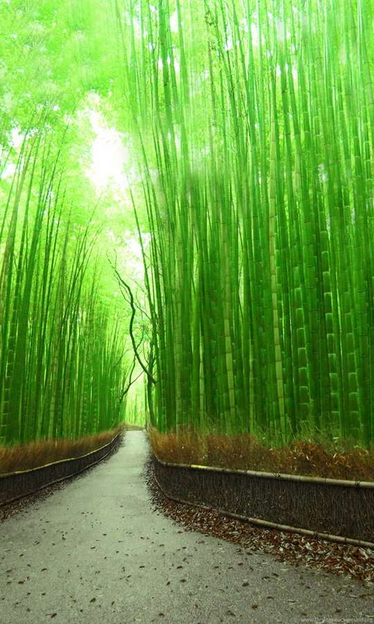 Um caminho sereno serpenteia por uma densa floresta de bambu com altos caules verdes. — iPhone de bambu Papéis de Parede
