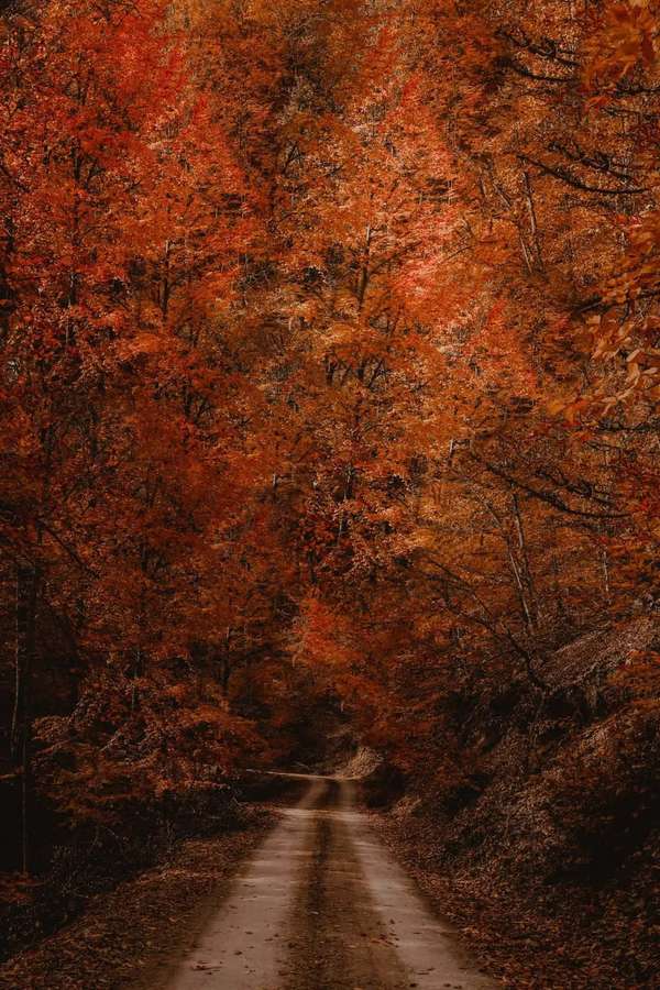 A narrow road through a dense forest with brilliant orange and red fall foliage. — iPhone Fall Background