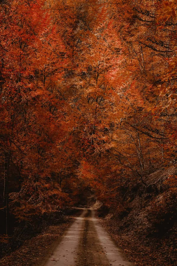 Iphone Fall Background Wallpaper
