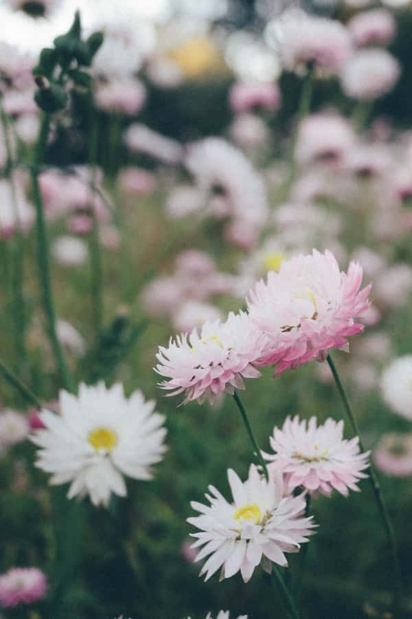 Iphone Flower Background Wallpaper