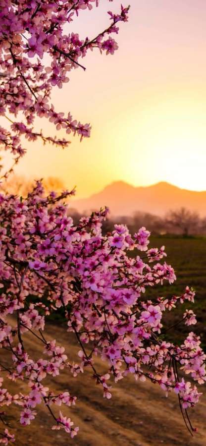 Pink cherry blossoms bloom against a golden sunset with mountains in the distance. — iPhone Flowers Wallpaper