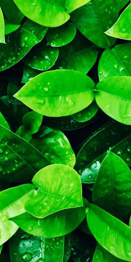 Close-up de folhas verdes brilhantes cobertas de gotas de orvalho. — iPhone Green Nature Papéis de Parede