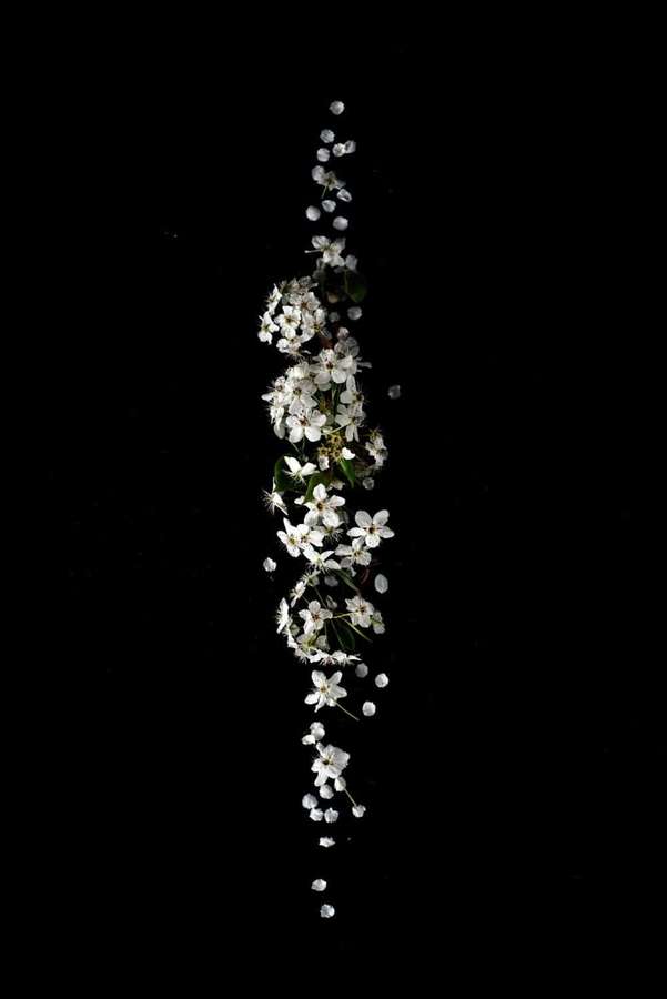 Flores brancas e folhas verdes caindo verticalmente contra um fundo preto. — iPhone inteligente Papéis de Parede