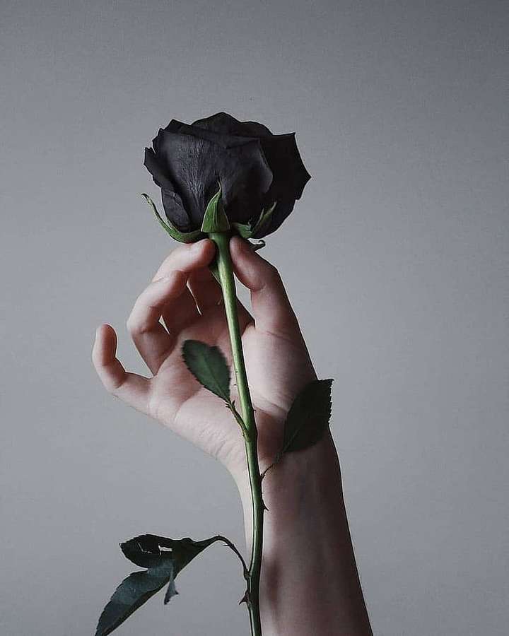 Mão segurando uma rosa negra contra um fundo cinza — iPhone rosa Papéis de Parede