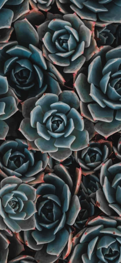 Iphone Succulent Wallpaper