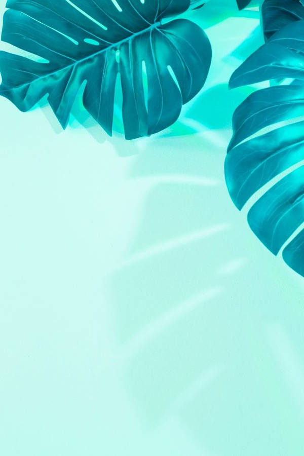 Iphone Vert Menthe Fond d'écran