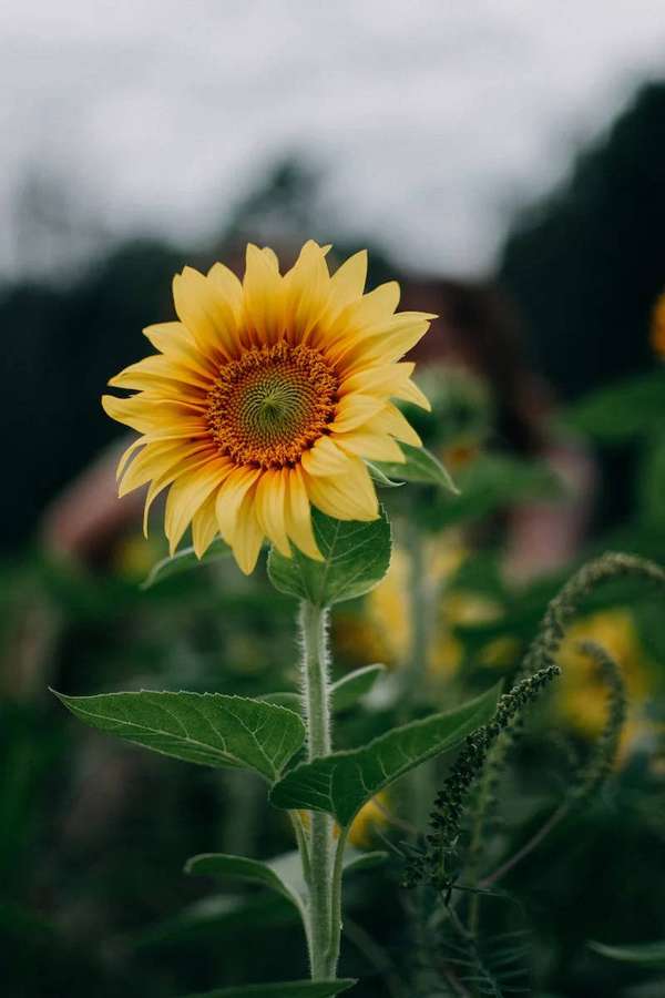 A single sunflower with bright yellow petals and green leaves in a garden. — iPhone Whatsapp Wallpaper