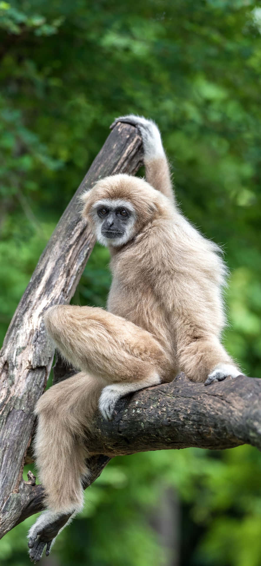 Iphone Xs Max Gibbon Background Wallpaper