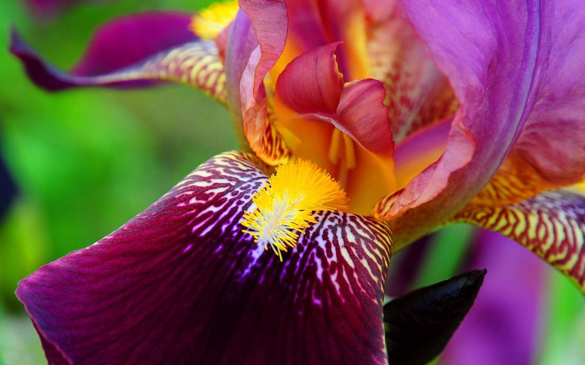 Iris Bloem Achtergrond