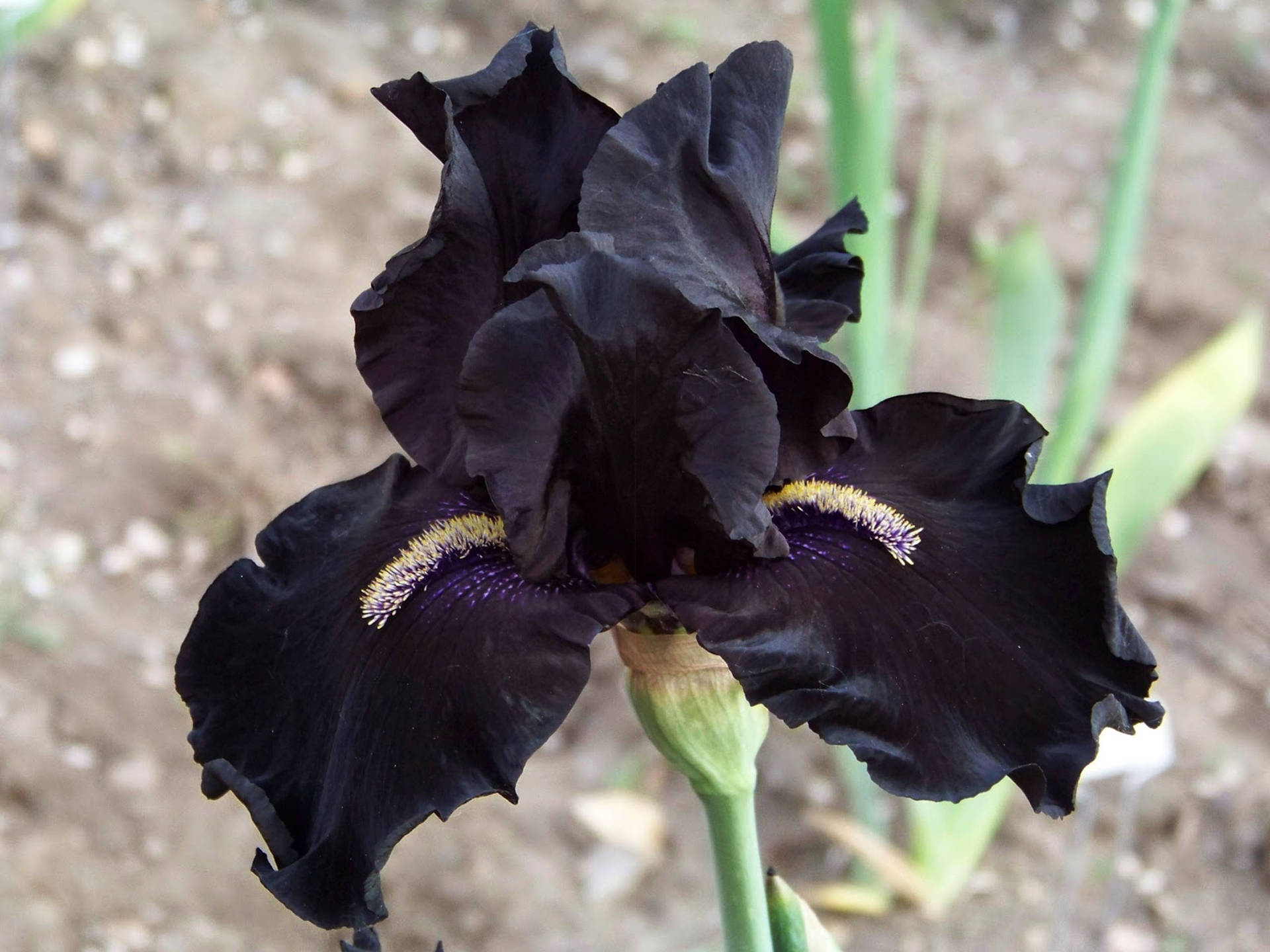 Iris Blomst Billeder