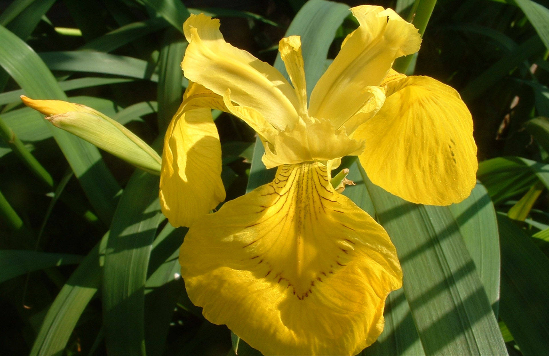 Iris Blumenhintergrund