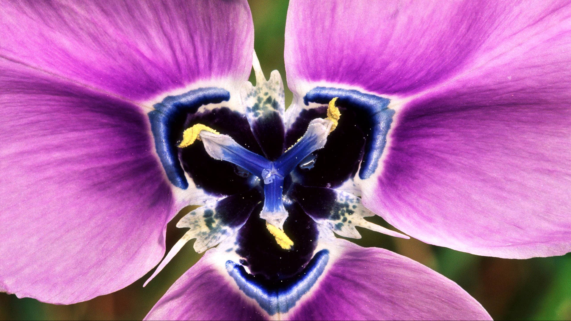 Iris Flower Baggrunde
