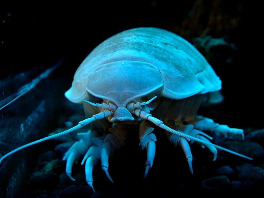 Sininen hehkuva isopodi, jolla on pitkät tuntosarvet tummilla kivillä veden alla. — Isopod Taustakuvat