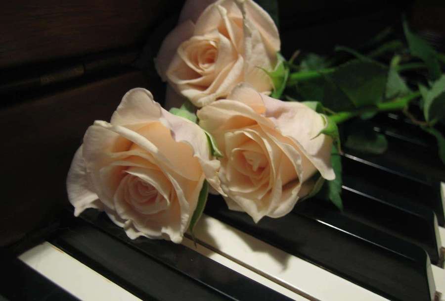 Three peach roses with green stems on a piano keyboard in dim lighting. — Ivory Background