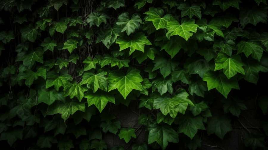 Lush green ivy leaves densely covering a dark textured wall surface. — Ivy Wallpaper