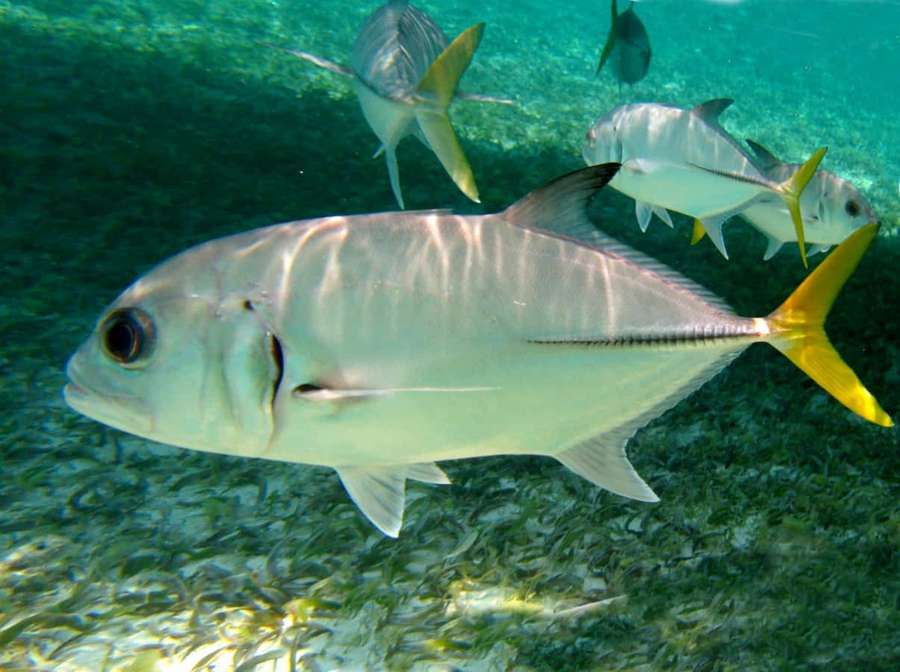 Silver jack fish with yellow tail swimming over green seagrass in clear ocean water. — Jack Fish Wallpaper