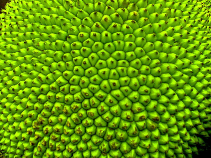 Jackfruit Hintergrund