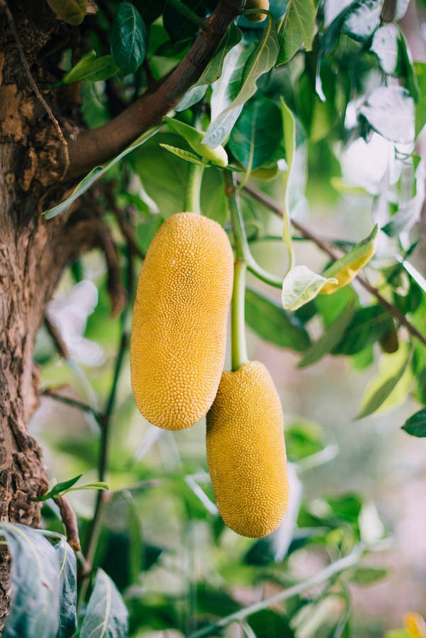 Jackfruit Achtergrond