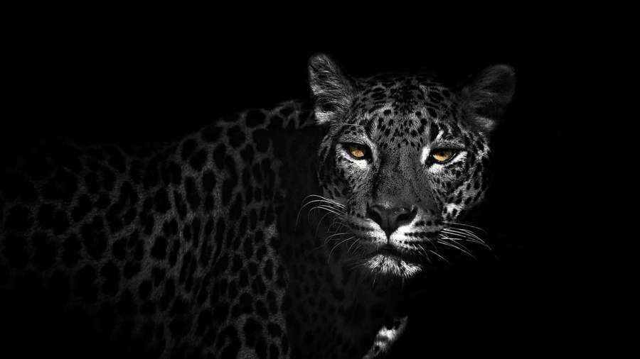 Ein schwarzer Leopard mit glühenden Augen starrt den Betrachter direkt im Dunkeln an. — Jaguar Bilder