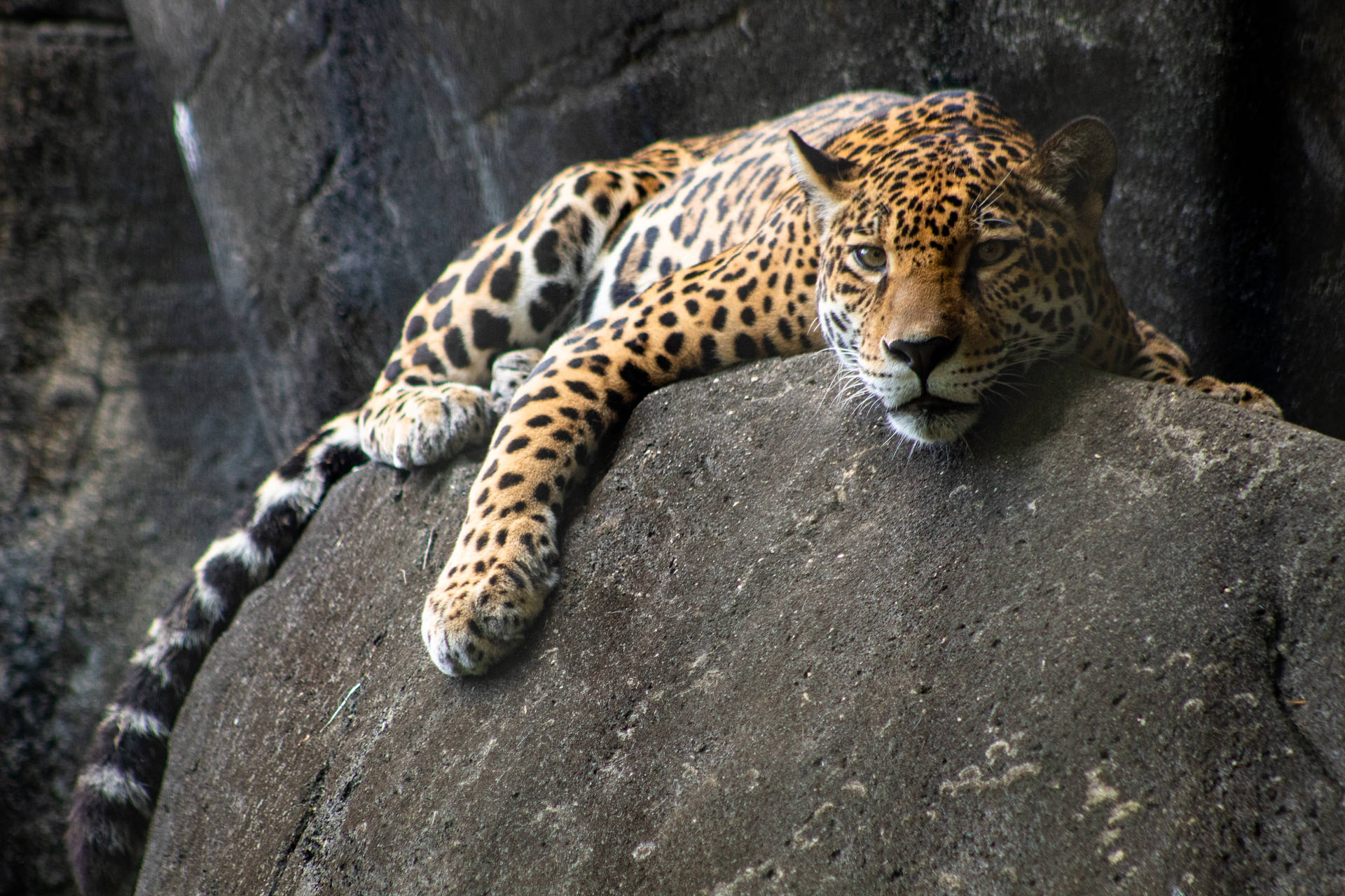 Jaguar Bilder