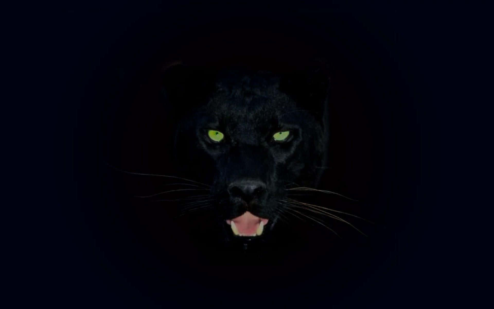 Jaguar Negro Fondo de pantalla