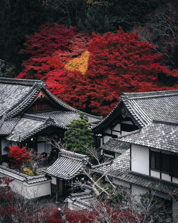 Japanese Aesthetic Pictures Wallpaper