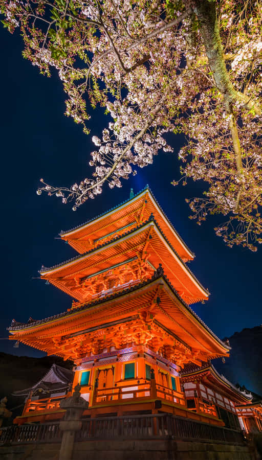 Japanese Cherry Blossom Iphone Wallpaper