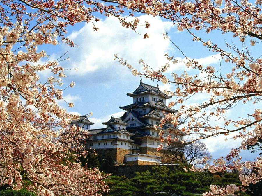 Cerezos en flor enmarcan un castillo japonés histórico en un día soleado de primavera. — Japón feudal Fondos de pantalla