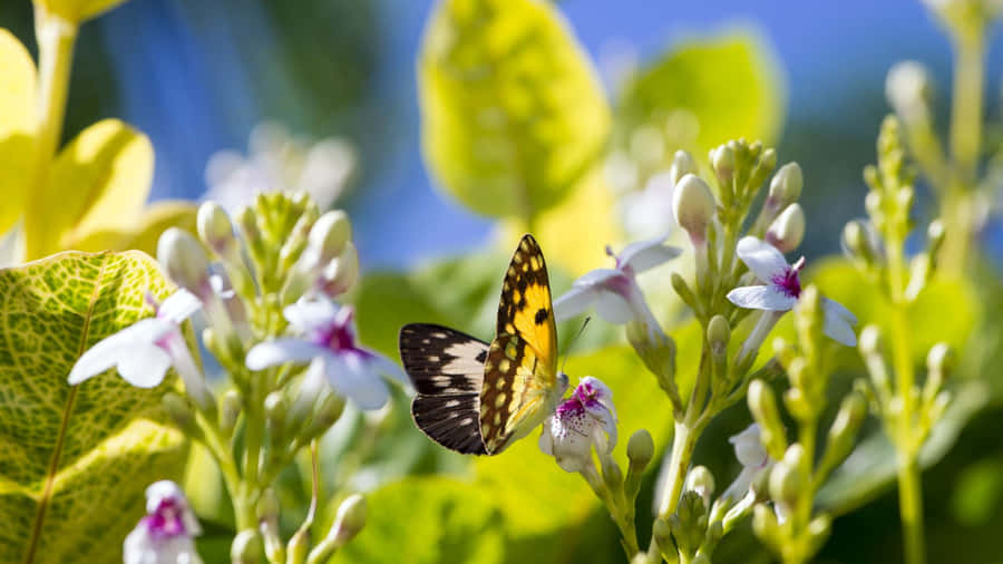 Jardin De Papillons Fond d'écran