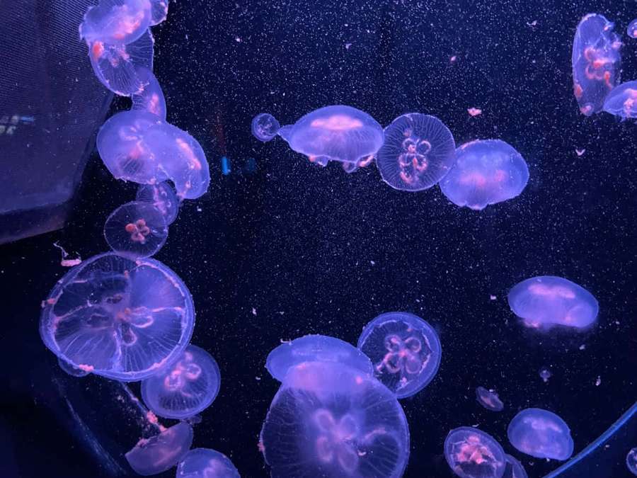 Purple jellyfish floating in dark blue water with glowing tentacles. — Jellyfish Aesthetic Wallpaper