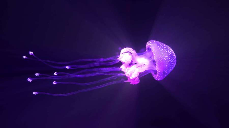 A glowing purple jellyfish with sparkling tentacles drifting in dark water. — Jellyfish Background
